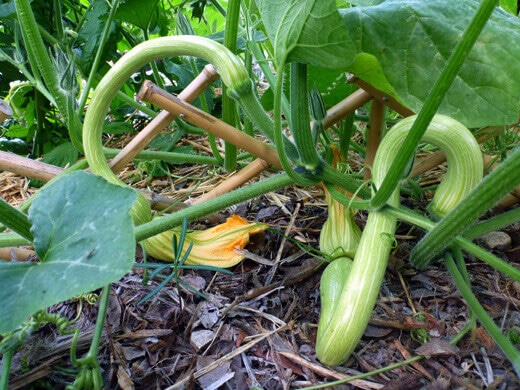 Zucchetta Rampicante Young Zucchetta Rampicante