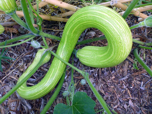 Tromboncino squash Young Tromboncino squash