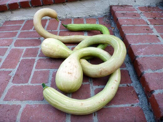 Zucchetta Rampicante Zucchetta Rampicante