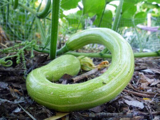 Tromboncino squash Young Tromboncino squash