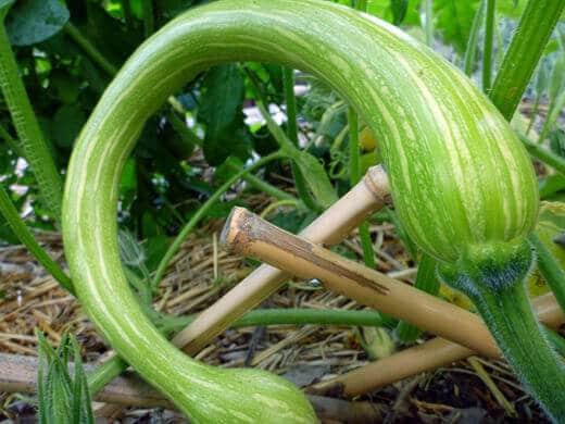 Zucchino Rampicante Young Zucchino Rampicante