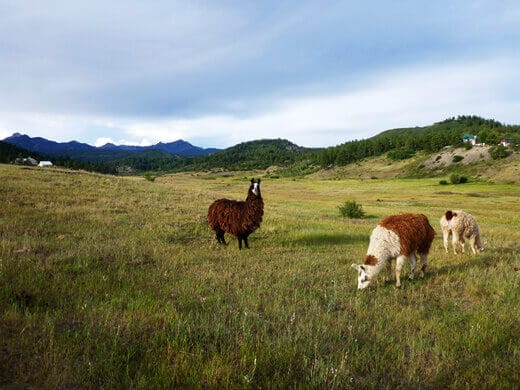 Favorite Moments from Pagosa Springs Llamas in Pagosa Springs