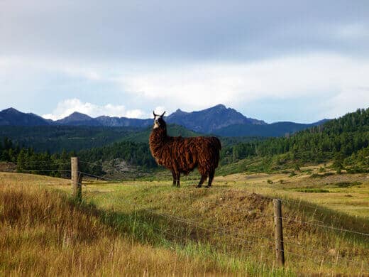 Favorite Moments from Pagosa Springs Llama in Pagosa Springs