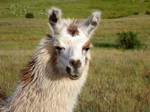 Favorite Moments from Pagosa Springs Llama in Pagosa Springs