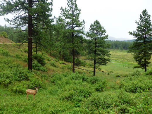 Favorite Moments from Pagosa Springs Deer in Pagosa Springs