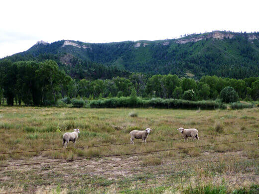 Favorite Moments from Pagosa Springs Sheep in Pagosa Springs