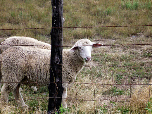 Favorite Moments from Pagosa Springs Sheep in Pagosa Springs
