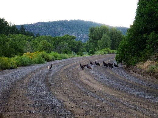 Favorite Moments from Pagosa Springs Wild turkeys in Pagosa Springs