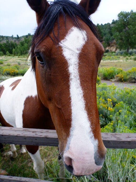 Favorite Moments from Pagosa Springs Sweet horse in Pagosa Springs