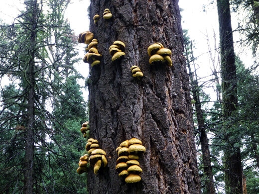 Favorite Moments from Pagosa Springs WIld mushrooms