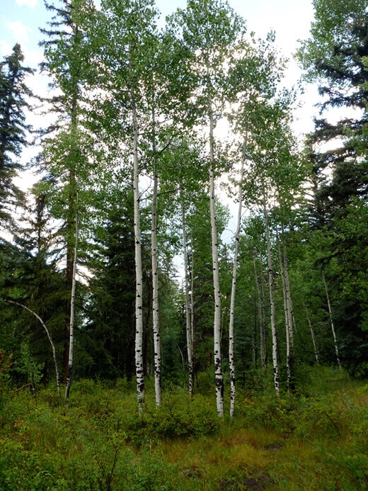 Favorite Moments from Pagosa Springs Grove of quaking aspen trees