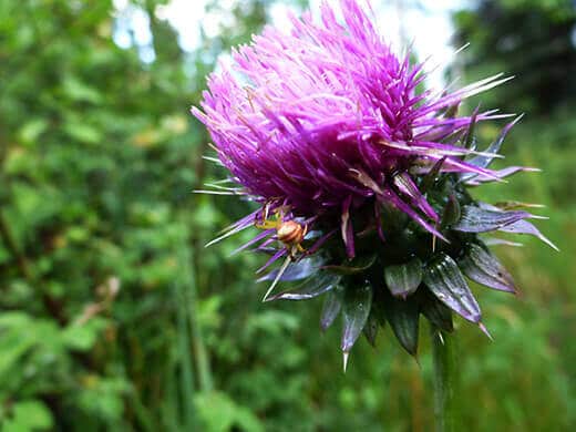 Favorite Moments from Pagosa Springs Wild thistle and spider