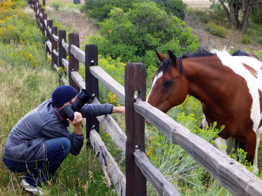 Favorite Moments from Pagosa Springs Horse in a meadow