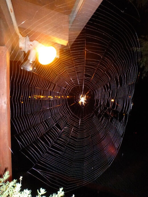 Arachnophile Beautiful spider web above my front porch