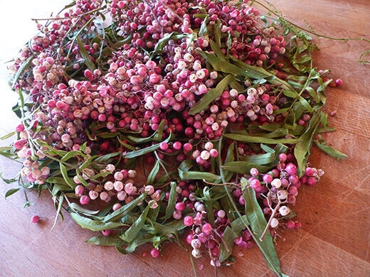 Peruvian Pink Peppercorns Peruvian pepper branches