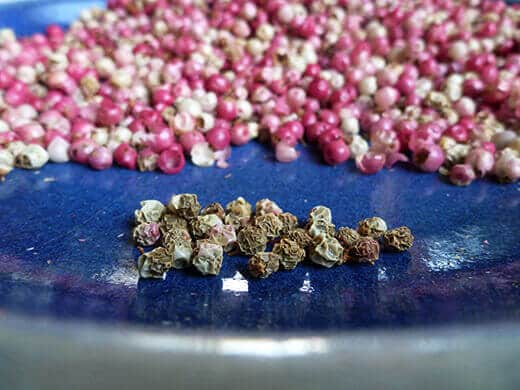 Peruvian Pink Peppercorns Bleached and dried pink peppercorns
