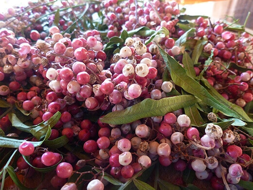 Peruvian Pink Peppercorns Fresh Peruvian pepper berries