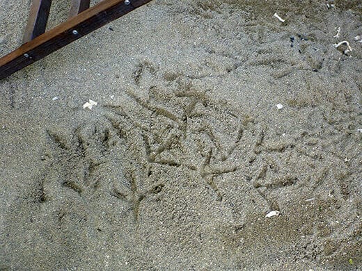 Aloha to the New Tiki Coop! Chicken footprints