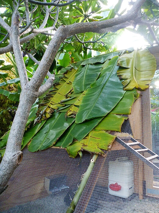 Aloha to the New Tiki Coop! Banana fronds on the roof