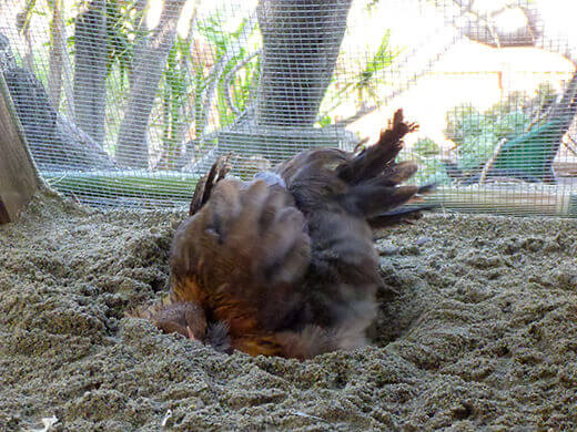 Aloha to the New Tiki Coop! Dust bathing in the sand