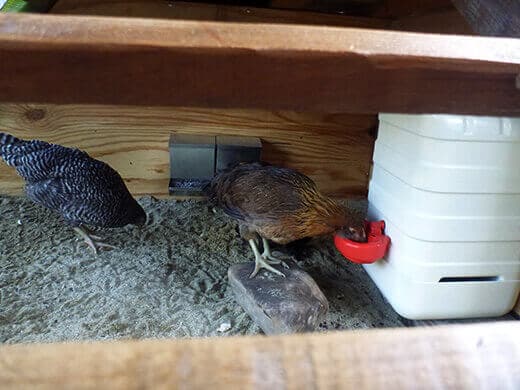 Aloha to the New Tiki Coop! Drinking from the waterer