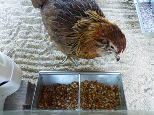 Aloha to the New Tiki Coop! Feeding time