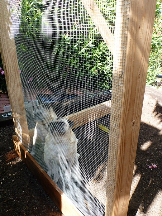 The Nuts and Bolts of the Tiki Coop Forepugs overseeing the project