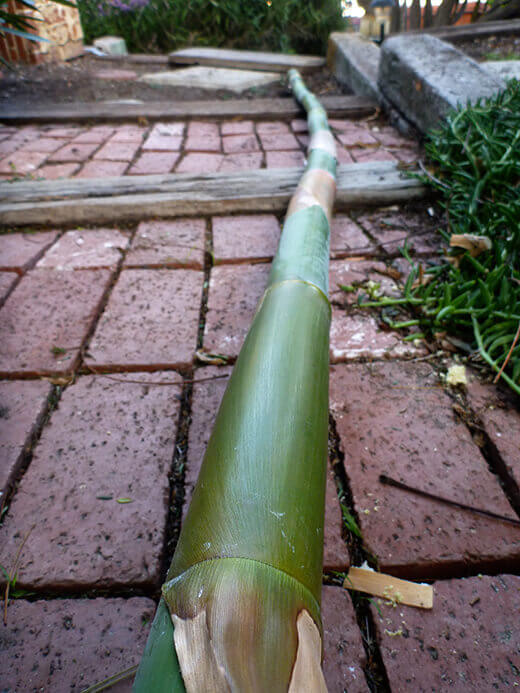 The Nuts and Bolts of the Tiki Coop Bamboo from our garden
