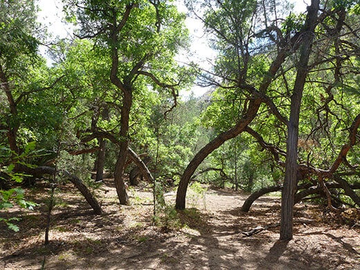 Kayak Camping on the Rio Chama A neat grove of trees