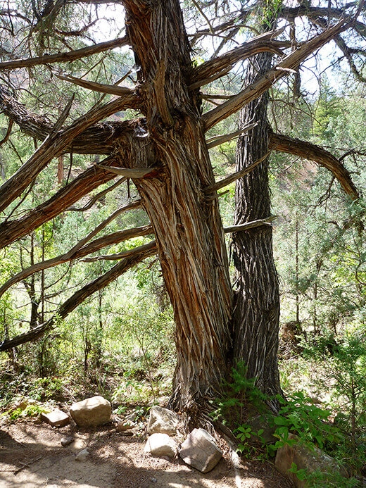 Kayak Camping on the Rio Chama Beautifully gnarled old tree