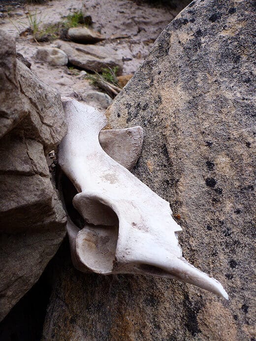 Kayak Camping on the Rio Chama Mysterious bone fragments