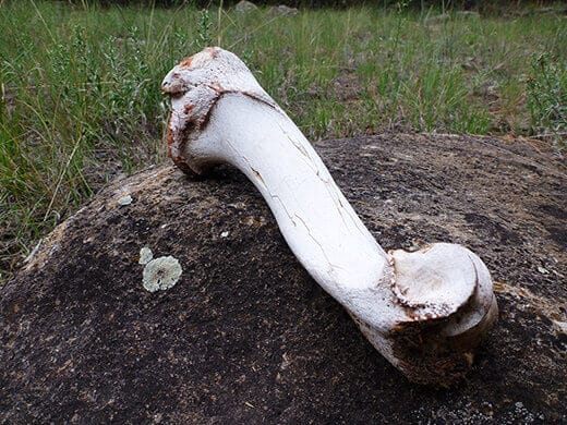 Kayak Camping on the Rio Chama Mysterious bone fragments