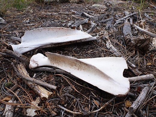 Kayak Camping on the Rio Chama Mysterious bone fragments