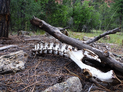 Kayak Camping on the Rio Chama Mysterious vertebrae