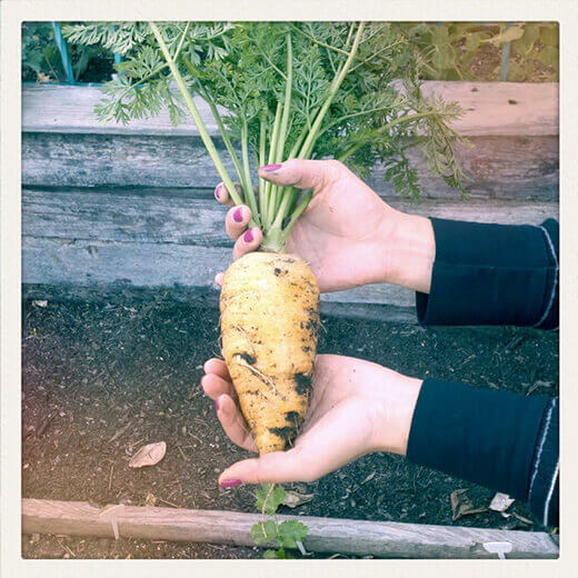 Colossal Carrot Chantenay Red Core carrot