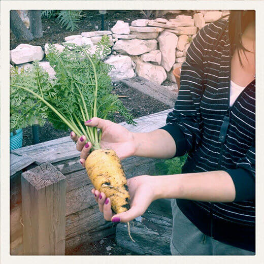 Colossal Carrot Chantenay Red Core carrot