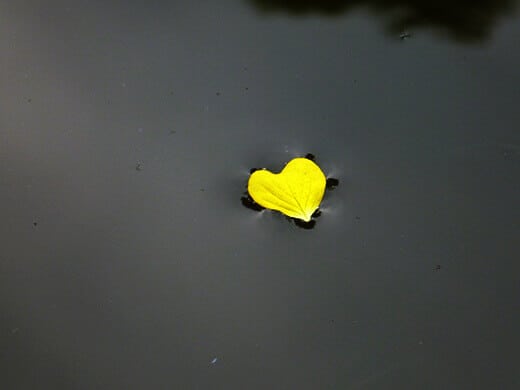 Heart-shaped flower petal from Panama
