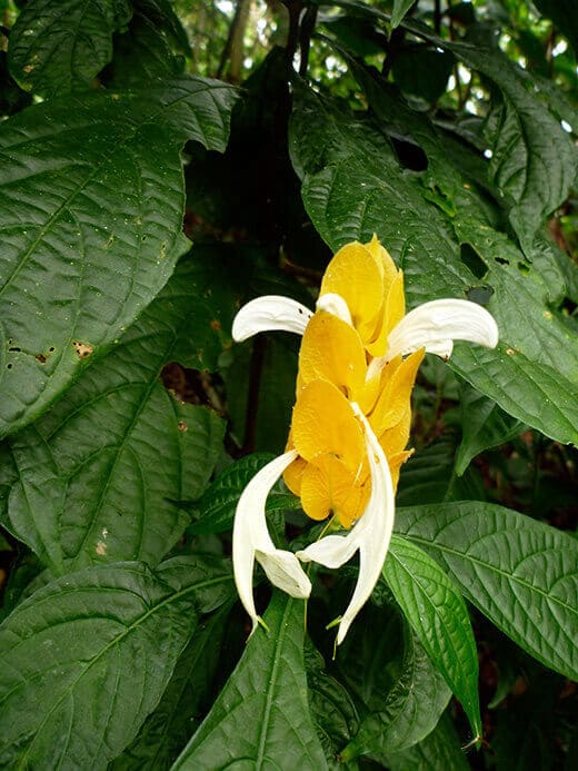 Tropical flower from Panama