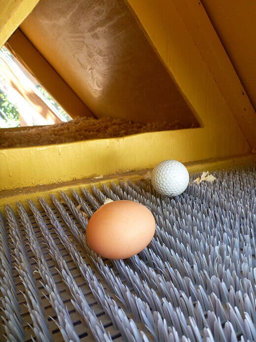 It's Eggs-citing Around Here A freshly laid brown egg