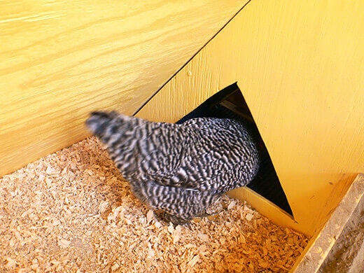 It's Eggs-citing Around Here Kimora goes into the egg box