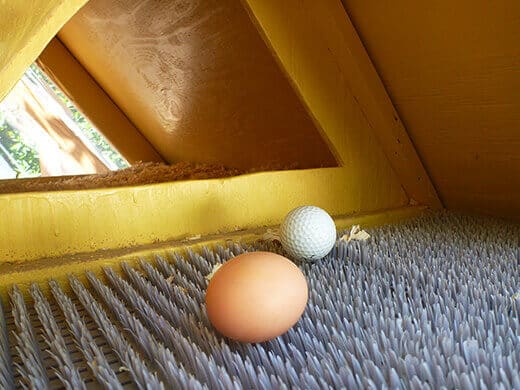 It's Eggs-citing Around Here Freshly laid brown egg