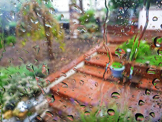 Rainy day in the garden