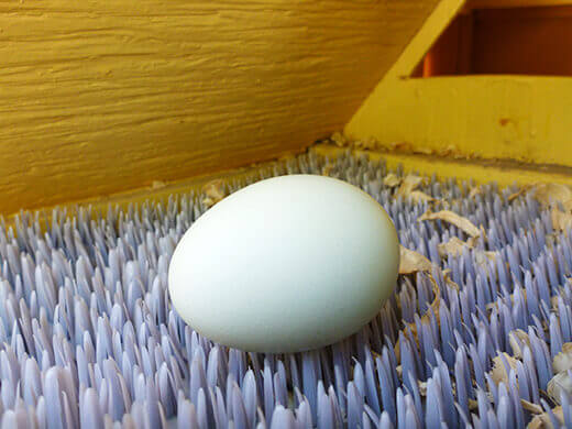 Eggs: To Chill or Not to Chill A clean and healthy egg