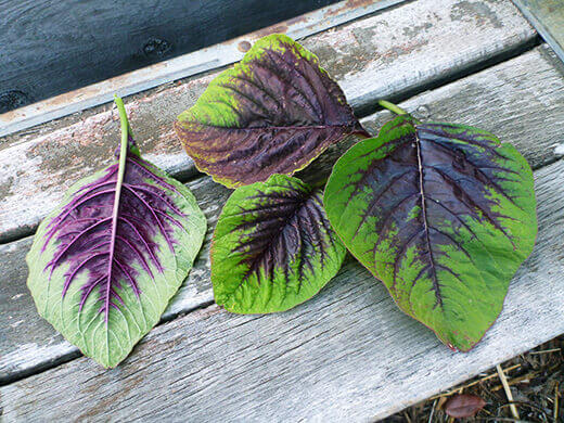 Summer-Lovin' Salad Greens Edible red leaf amaranth