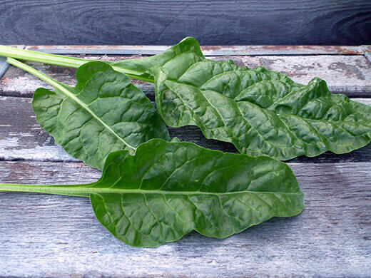 Summer-Lovin' Salad Greens Perpetual spinach