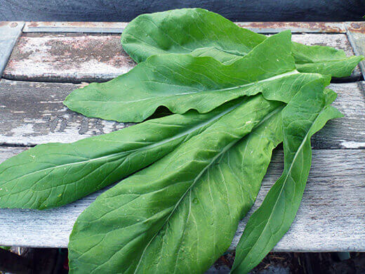 Summer-Lovin' Salad Greens Komatsuna