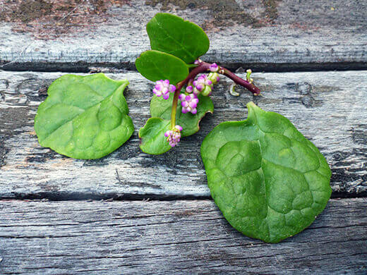 Summer-Lovin' Salad Greens Malabar spinach
