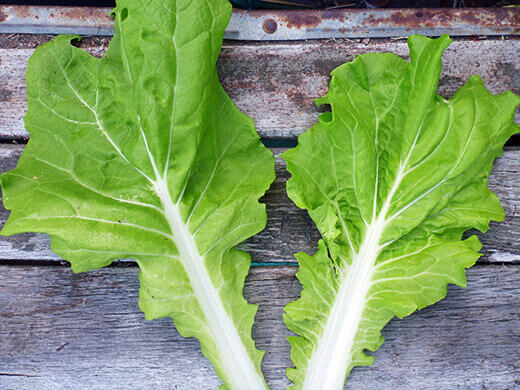 Summer-Lovin' Salad Greens Tokyo bekana