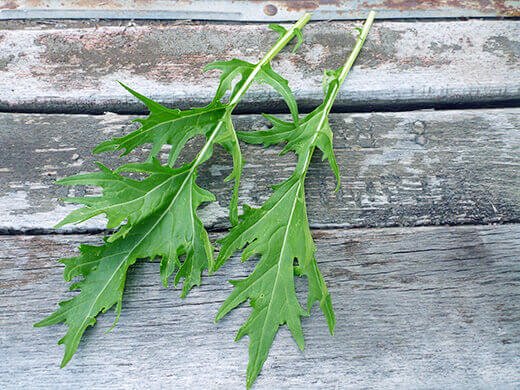 Summer-Lovin' Salad Greens Mizuna