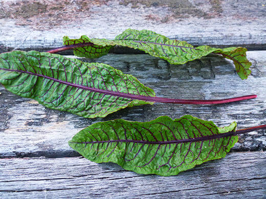 Summer-Lovin' Salad Greens Bloody dock